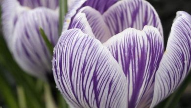 Photo of Crocus vernus