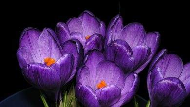 Photo of Crocus