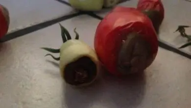 Photo of Tomates Podres: Asses Podres não tomate. Truques para conSerto