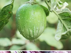 Photo of Berinjela, como Cultiva-la horta na Orgânica