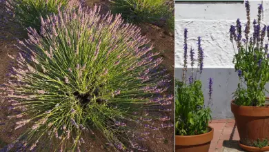 Photo of Como crescer lavanda Lavender no Jardim OU, OU vasos EM Pomar