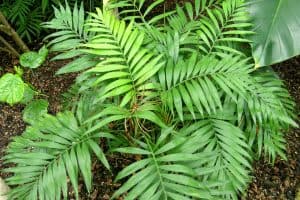 Photo of Como [15] Melhores plantas de casa duráveis ​​e resistentes