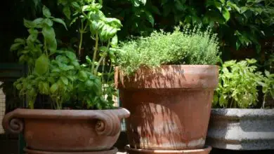 Photo of Cultivando aromático: Que ervas colocar em vasos