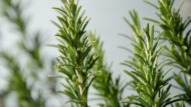 Photo of Rosemary: Pragas e doenças mais importantes