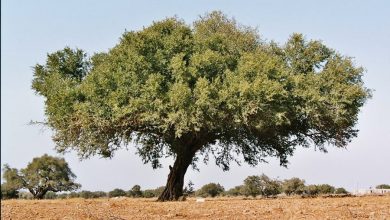 Photo of Propriedades Medicinais e Aplicações de petróleo fazer Argao e como Cultiva-lo