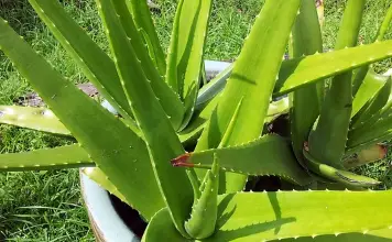 Photo of Como crescer aloe vera Aloe vera UO