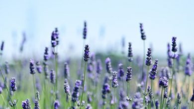 Photo of Pragas e doenças Lavender: Guia completo com fotos