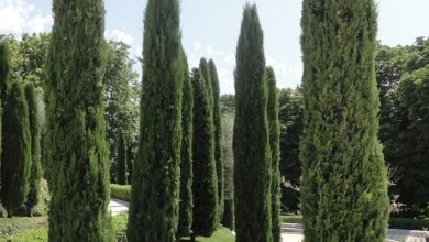 Photo of Cupressus sempervirens