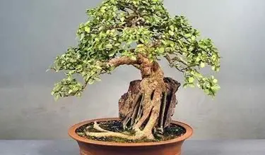 Photo of Cuidados com ficus bonsai