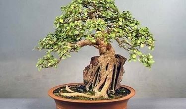 Photo of Cuidados com ficus bonsai