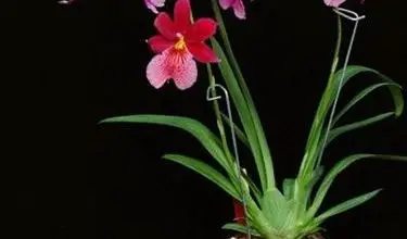 Photo of Cuidado com orquídeas