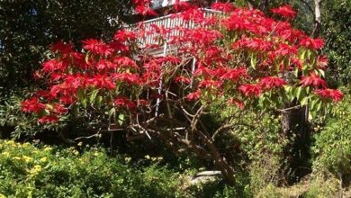 Photo of Poinsettia care