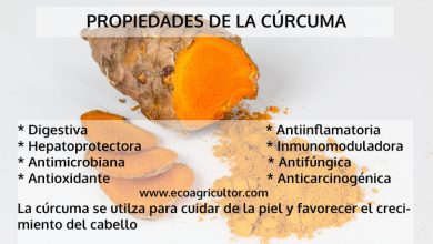 Photo of Cúrcuma: especiaria propriedades extraordinárias com