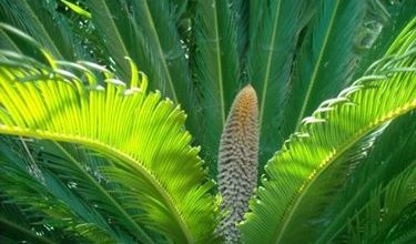 Photo of Cycas Masculino