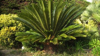 Photo of Planta Cycas como curá-la