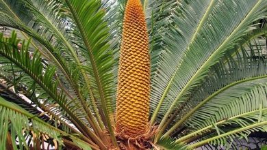 Photo of Planta Cycas