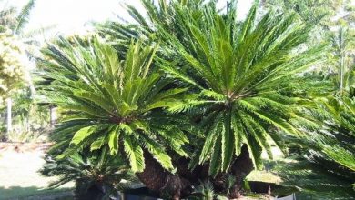 Photo of Cycas revoluta