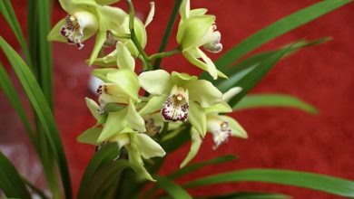 Photo of Orquídeas gênero cymbidium