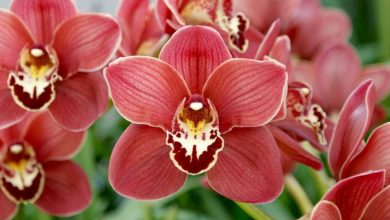 Photo of Cymbidium