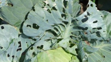 Photo of folhas picadas em plantas: folhas e folhas com furos refeições