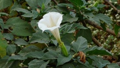 Photo of Planta datura