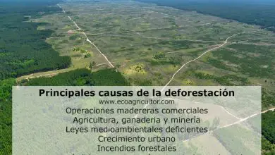 Photo of Desmatamento no mundo: causas e consequências fazer o corte indiscriminado de Árvores