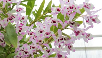 Photo of Dendrobium nobile