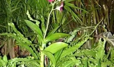 Photo of Dendrobium