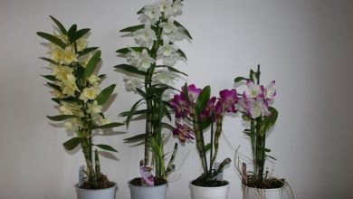 Photo of Dendrobium