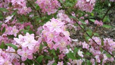 Photo of Deutzia