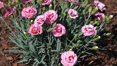 Photo of Dianthus