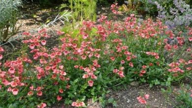 Photo of Diascia