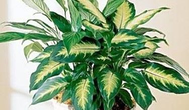 Photo of Dieffenbachia