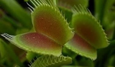 Photo of Dionaea muscipula