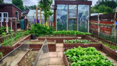 Photo of Benefícios de ter uma horta: casa, sociedade e meio ambiente
