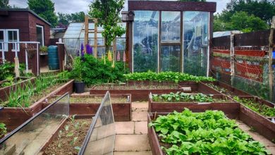 Photo of Planeje sua Huerto. Organizando la Huerta e começar a cultivar