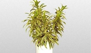 Photo of Dracaena