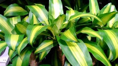 Photo of Folhas amarelas dracaena