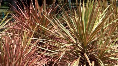 Photo of Dracena Marginata