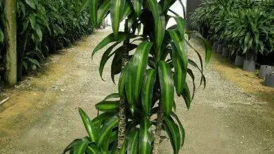 Photo of Planta dracaena