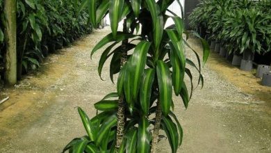 Photo of Planta dracaena