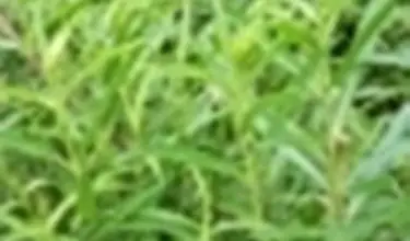 Photo of Dragoncello – Artemisia dracunculus