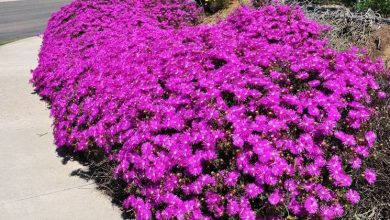 Photo of Drosanthemum hispidum