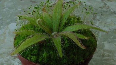 Photo of Drosera adelae