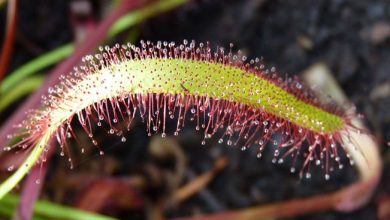 Photo of Drosera Capensis