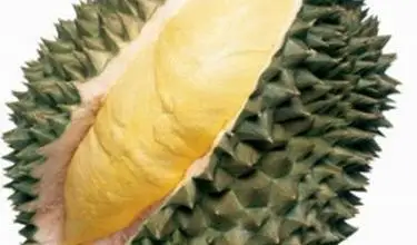 Photo of Durian – Durio zibethinus