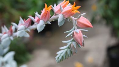 Photo of Echeveria