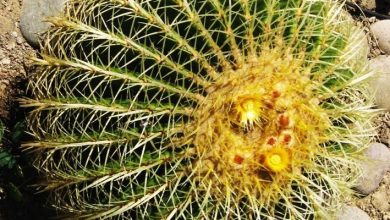 Photo of Echinocactus