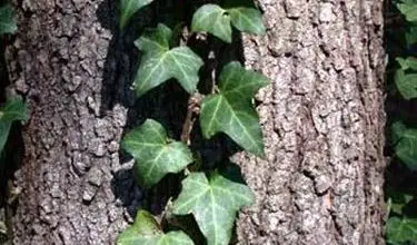 Photo of Ivy (Hedera helix)