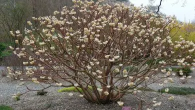 Photo of Edgeworthia chrysantha